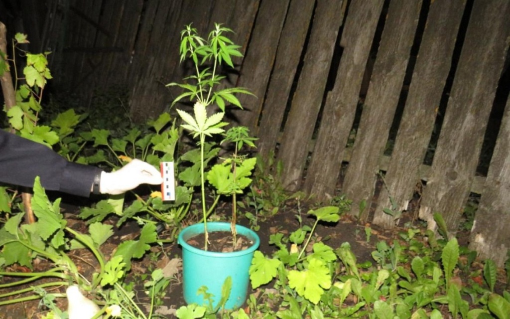 В Мордовии приусадебный участок оказался наркоплантацией