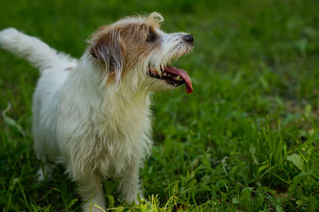 В Домодедово пройдет благотворительная выставка бездомных животных