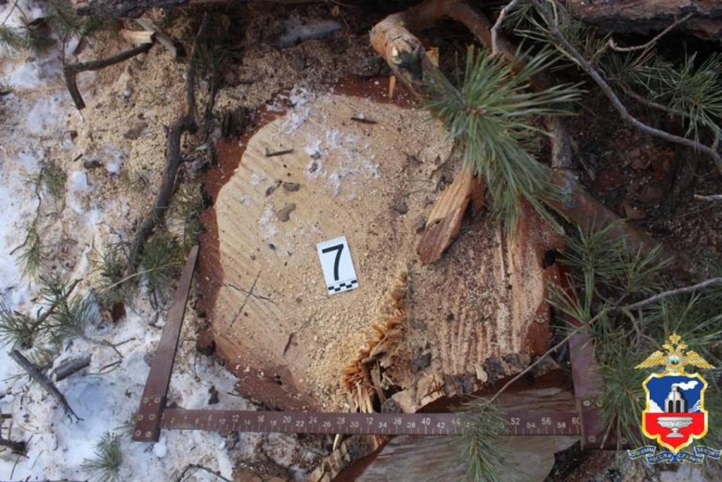 В Алтайском крае «черный лесоруб» причинил лесничеству ущерб на 3 миллиона рублей