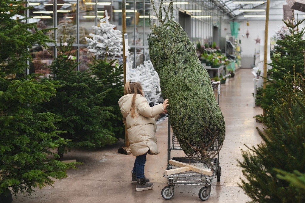 Объём заготовки новогодних ёлок в этом сезоне составит порядка 600 тысяч штук