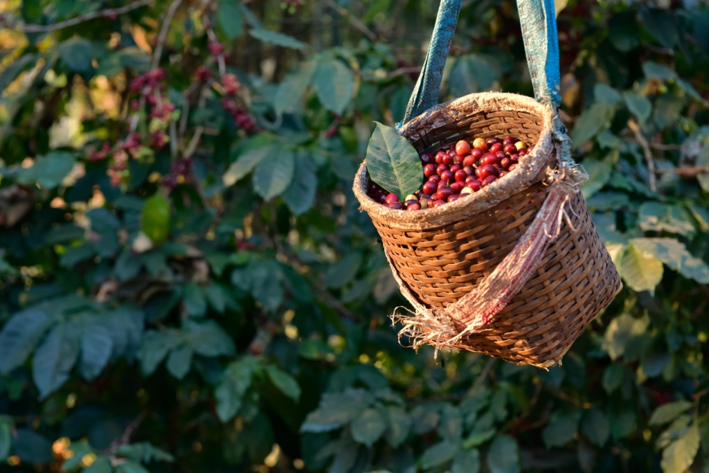 Урожайность кофе во Вьетнаме вырастет благодаря обильным осадкам