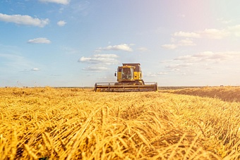 Экспорт АПК вырос на четверть: успехи российского сельского хозяйства