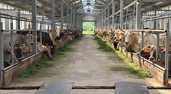 Инвестиции в будущее: как 10 млн рублей от региона помогли модернизировать ферму в колхозе «Родина» Костромской области